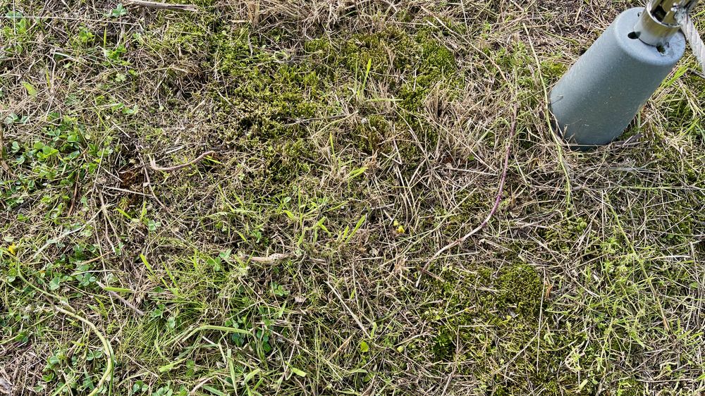 Pflege begrünter Dächer an verschiedenen Standorten